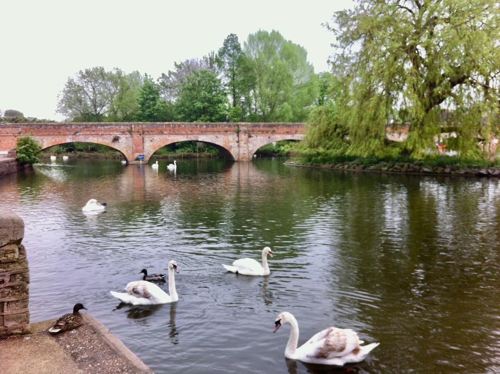 A Cotswold stone bridge and swans