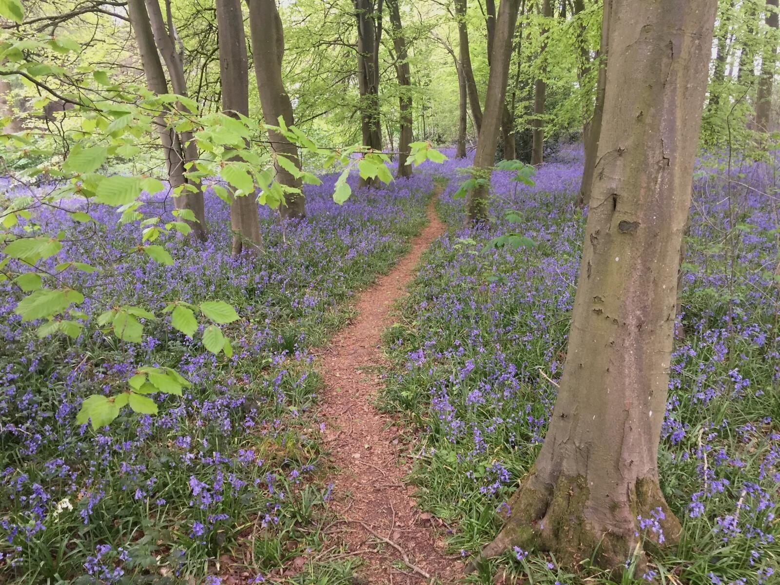 Bluebell woods in spring