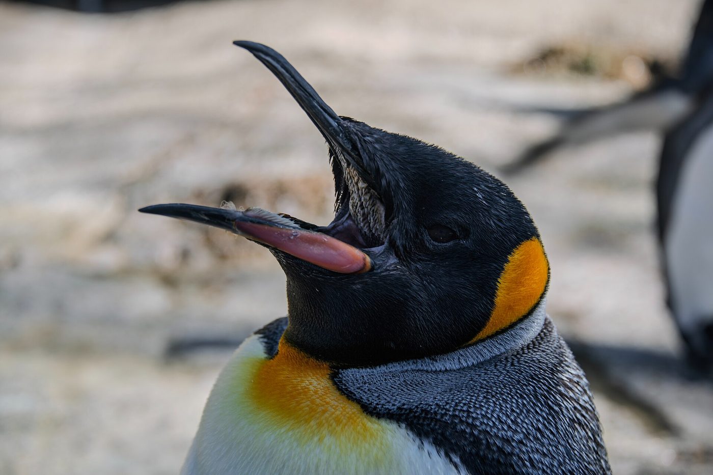 Birdland & the Dragonfly Maze, Bourton-on-the-Water