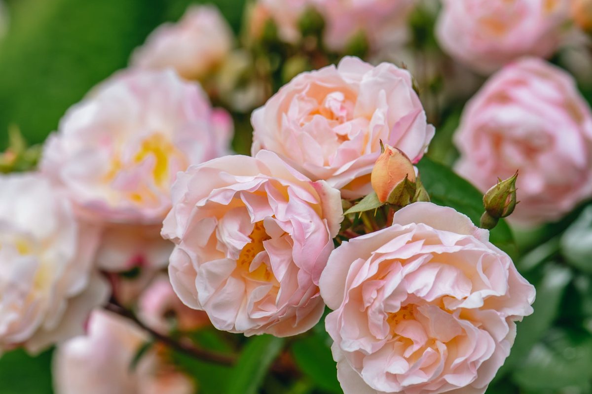 Burford Garden Company