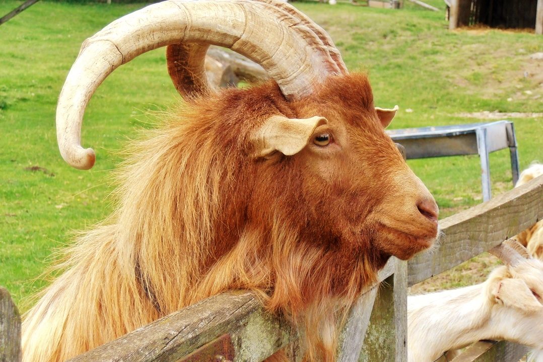 Cotswold Farm Park