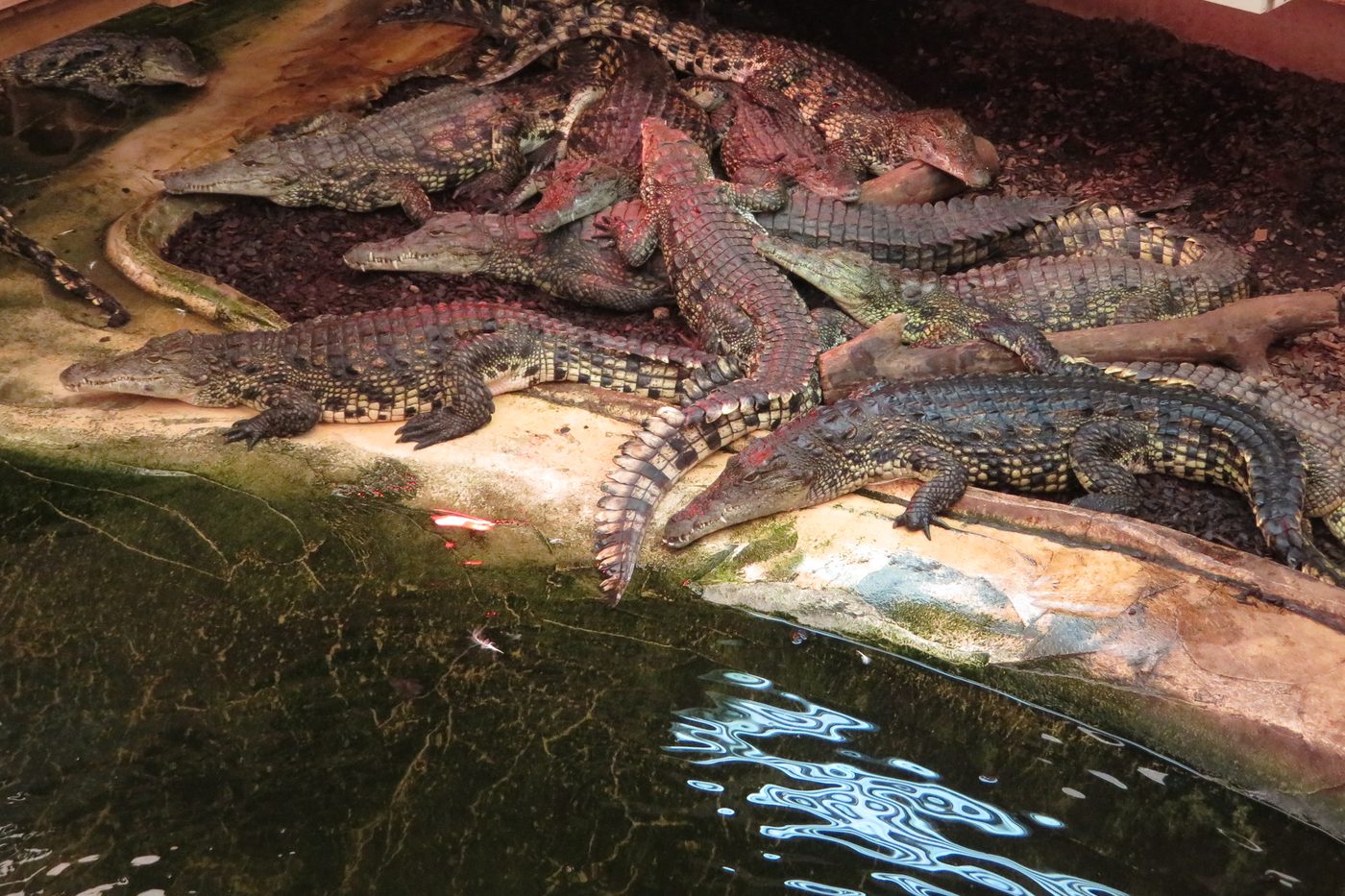 Crocodiles of the World