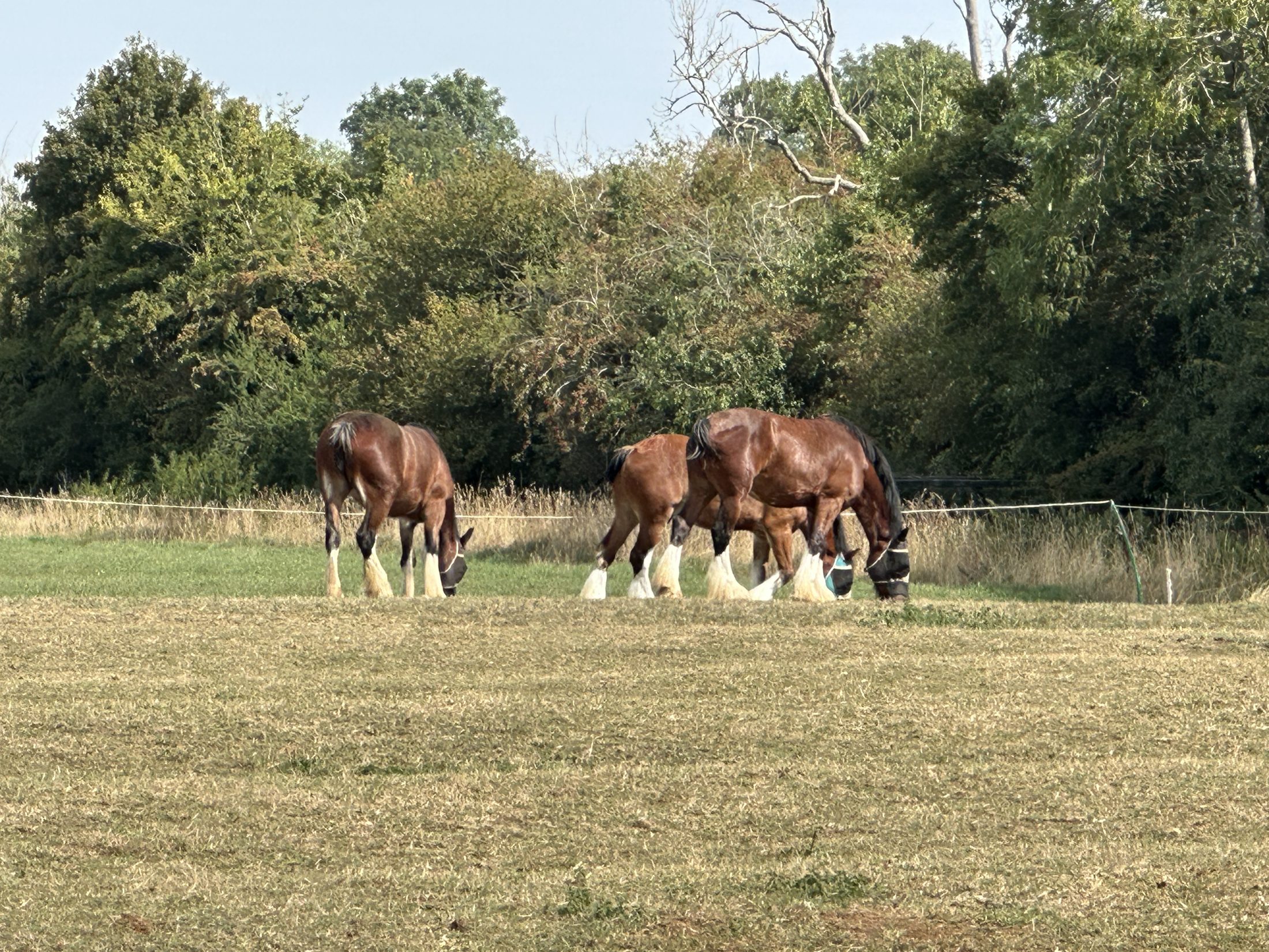 Hook Norton Brewery shire horses