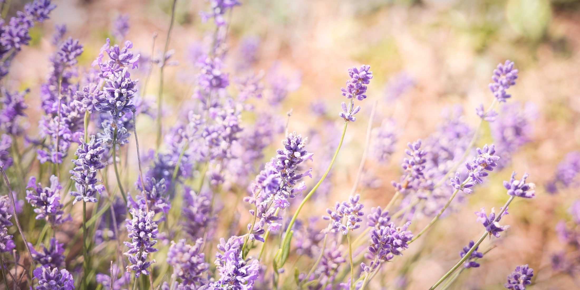 Lavender in bloom at Snowshill each July