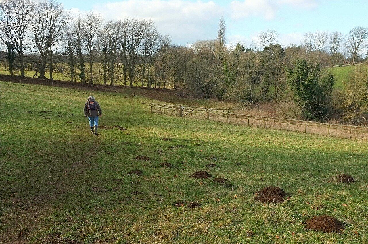 South Hill & the Heath